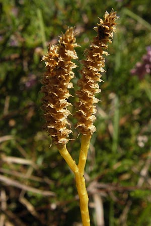 Diphasiastrum complanatum \ Gewhnlicher Flach-Brlapp / Northern Running-Pine, D Lorch 31.8.2013