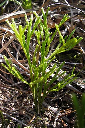 Diphasiastrum complanatum \ Gewhnlicher Flach-Brlapp / Northern Running-Pine, D Lorch 31.8.2013