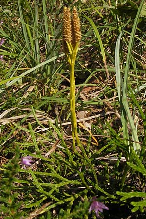 Diphasiastrum complanatum \ Gewhnlicher Flach-Brlapp / Northern Running-Pine, D Lorch 31.8.2013