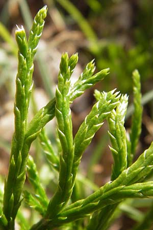 Diphasiastrum complanatum \ Gewhnlicher Flach-Brlapp / Northern Running-Pine, D Lorch 31.8.2013