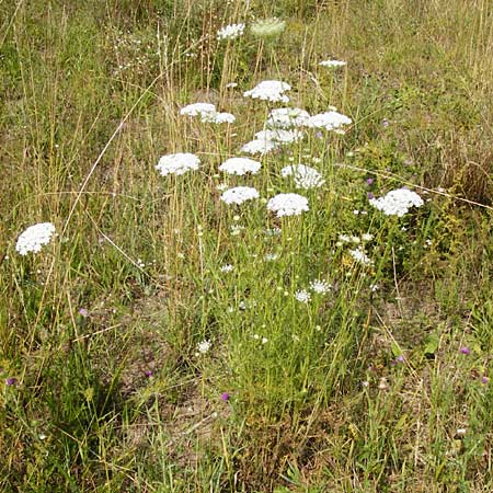 Daucus carota subsp. carota \ Wilde Mhre / Wild Carrot, Queen Anne's Lace, D Mainz 26.7.2014