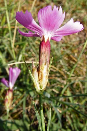 Dianthus carthusianorum subsp. carthusianorum / Carthusian Pink, D Rheinhessen, Wonsheim 17.8.2014