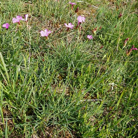 Dianthus carthusianorum subsp. carthusianorum \ Kartuser-Nelke / Carthusian Pink, D Rheinhessen, Wonsheim 17.8.2014