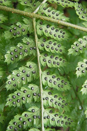 Dryopteris dilatata \ Breitblttriger Dornfarn, Groer Dornfarn, D Odenwald, Langenthal 1.6.2011