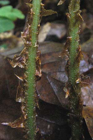 Dryopteris dilatata \ Breitblttriger Dornfarn, Groer Dornfarn / Broad Buckler Fern, D Odenwald, Langenthal 1.6.2011