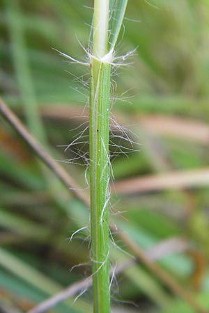 Danthonia decumbens / Common Heath Grass, D Hassloch 21.6.2012