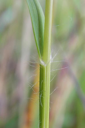 Danthonia decumbens \ Tuschender Dreizahn / Common Heath Grass, D Hassloch 21.6.2012