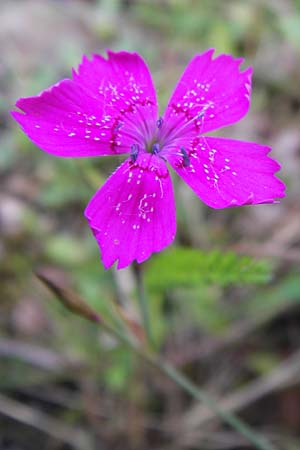 Dianthus deltoides \ Heide-Nelke, D Schwarzwald, Reichental 7.7.2012