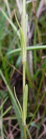 Dianthus deltoides \ Heide-Nelke, D Gladenbach 5.7.2014