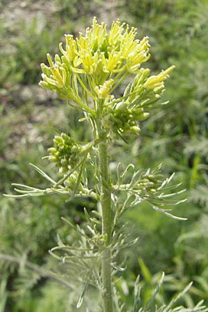 Descurainia sophia \ Besen-Rauke / Flixweed, Tansy Mustard, D Gerolzhofen-Sulzheim 25.4.2009