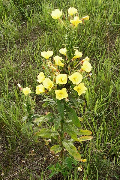 Oenothera fallax \ Tuschende Nachtkerze, D Graben-Neudorf 28.7.2014