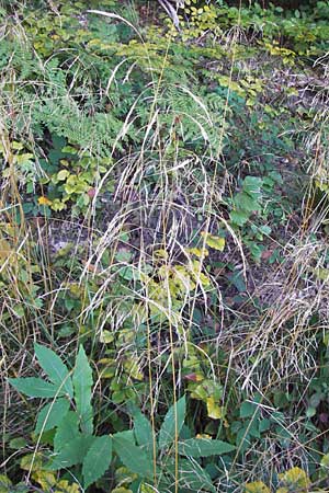 Deschampsia cespitosa \ Rasen-Schmiele / Tufted Hair Grass, Tussock Grass, D Heidelberg 2.10.2012
