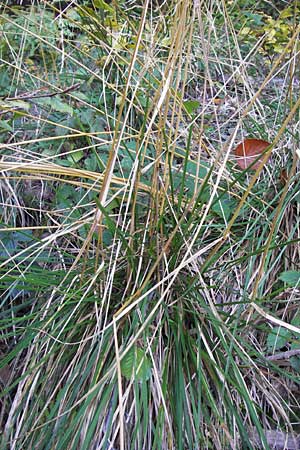 Deschampsia cespitosa \ Rasen-Schmiele / Tufted Hair Grass, Tussock Grass, D Heidelberg 2.10.2012