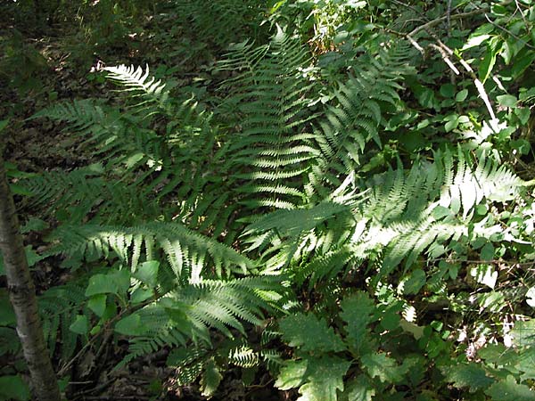 Dryopteris filix-mas \ Gewhnlicher Wurmfarn, Mnner-Farn / Male Fern, D Schwarzwald/Black-Forest, Gaggenau 30.6.2013