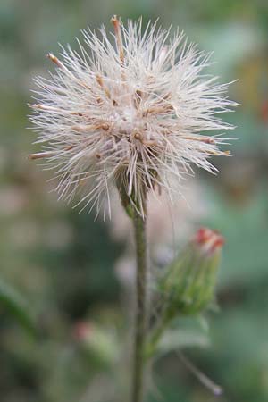 Dittrichia graveolens \ Klebriger Alant, Stinkender Alant / Stinking Fleabane, D Ludwigshafen 8.10.2011