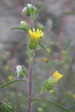 Dittrichia graveolens \ Klebriger Alant, Stinkender Alant / Stinking Fleabane, D Ludwigshafen 8.10.2011