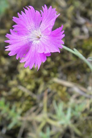 Dianthus gratianopolitanus \ Pfingst-Nelke / Cheddar Pink, D Franken/Franconia Ehrenbürg 17.5.2012