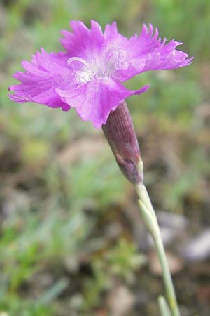 Dianthus gratianopolitanus \ Pfingst-Nelke / Cheddar Pink, D Franken/Franconia Ehrenbürg 17.5.2012