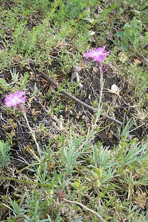 Dianthus gratianopolitanus \ Pfingst-Nelke / Cheddar Pink, D Franken/Franconia Ehrenbürg 17.5.2012