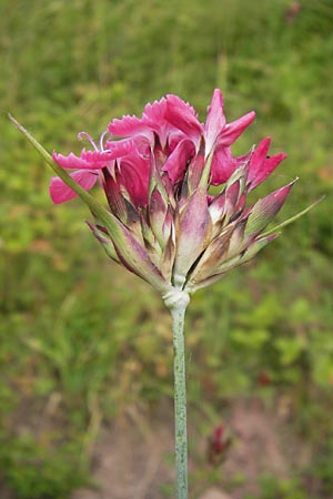 Dianthus giganteus \ Riesen-Nelke / Giant Pink, D Illingen-Schützingen 22.6.2013