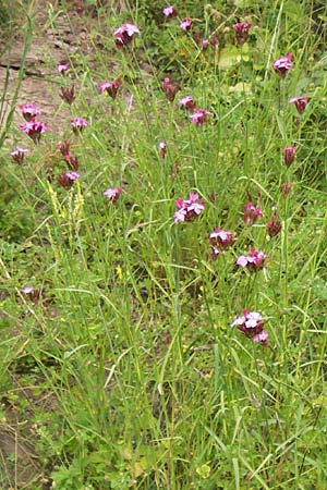 Dianthus giganteus \ Riesen-Nelke / Giant Pink, D Illingen-Schützingen 22.6.2013