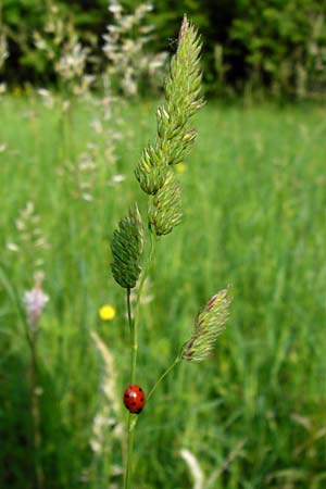 Dactylis glomerata \ Knuelgras / Cocksfoot Grass, Orchard Grass, D Ketsch 16.5.2014