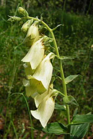 Digitalis grandiflora \ Grobltiger Fingerhut / Yellow Foxgloves, D Treuchtlingen 18.6.2014