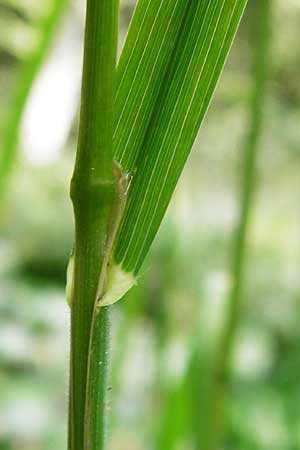 Dactylis glomerata \ Knuelgras, D Treuchtlingen 18.6.2014