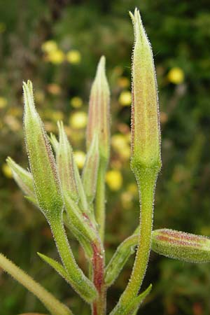 Oenothera x albivelutina \ Weischleier-Nachtkerze, D Graben-Neudorf 28.7.2014