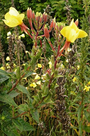 Oenothera coloratissima \ Tieffarbige Nachtkerze / Deep-Colored Evening Primrose, D Graben-Neudorf 28.7.2014