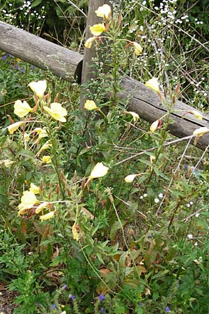 Oenothera x albivelutina \ Weischleier-Nachtkerze, D Graben-Neudorf 28.7.2014