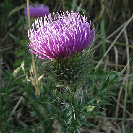 Carduus acanthoides \ Weg-Distel / Welted Thistle, D Ladenburg 21.6.2006