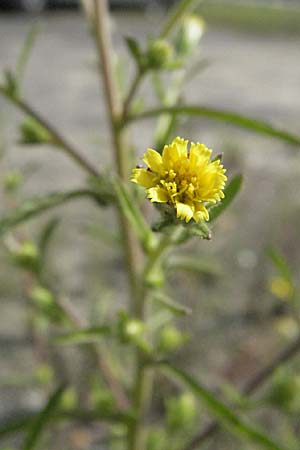 Dittrichia graveolens \ Klebriger Alant, Stinkender Alant / Stinking Fleabane, D Mannheim 1.9.2006