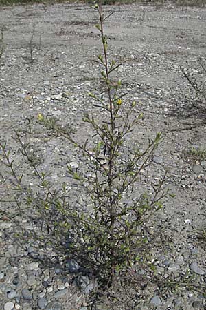 Dittrichia graveolens \ Klebriger Alant, Stinkender Alant / Stinking Fleabane, D Mannheim 1.9.2006