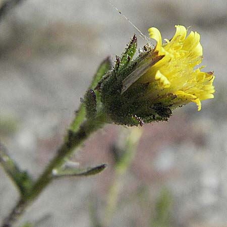 Dittrichia graveolens \ Klebriger Alant, Stinkender Alant, D Mannheim 1.9.2006