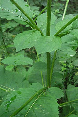 Dipsacus pilosus \ Behaarte Karde, D Bensheim 23.7.2007