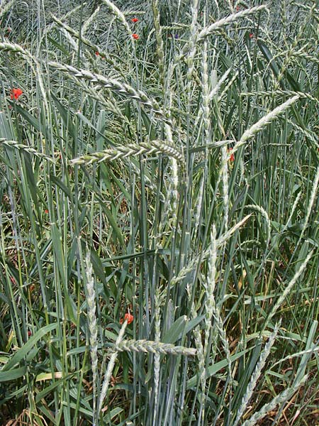 Triticum spelta \ Dinkel, Spelz / Spelt, Swabian Grain, D Rheinhessen, Gau-Odernheim 14.6.2008