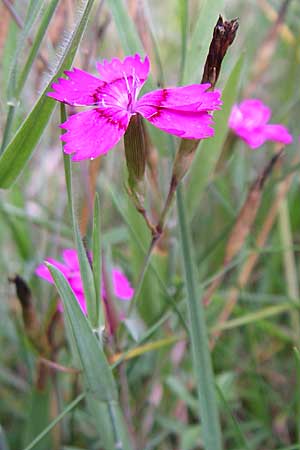 Dianthus deltoides \ Heide-Nelke, D Enkenbach-Alsenborn 20.7.2008