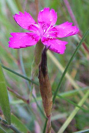 Dianthus deltoides \ Heide-Nelke / Maiden Pink, D Enkenbach-Alsenborn 20.7.2008
