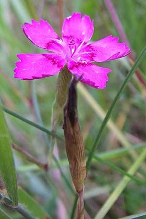 Dianthus deltoides \ Heide-Nelke, D Enkenbach-Alsenborn 20.7.2008