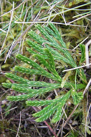 Diphasiastrum zeilleri \ Zeillers Flach-Brlapp / Zeiller's Running-Pine, D Odenwald, Beerfelden 21.10.2009