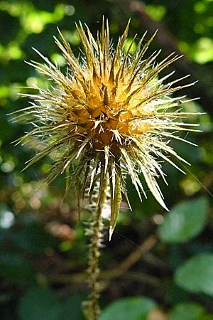 Dipsacus strigosus \ Schlanke Karde / Yellow-Flowered Teasel, D Schriesheim 25.9.2007