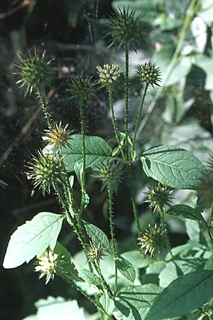 Dipsacus strigosus \ Schlanke Karde, D Schriesheim 15.9.2007