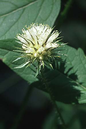 Dipsacus strigosus \ Schlanke Karde, D Schriesheim 15.9.2007