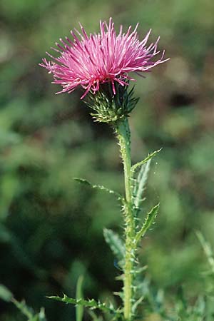 Carduus crispus \ Krause Distel, D Mannheim 6.11.2005