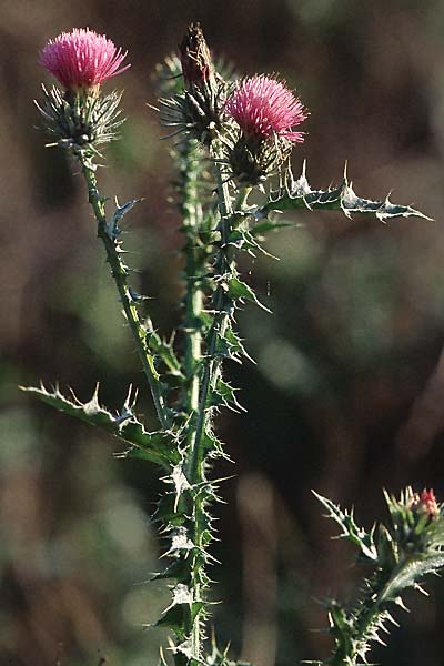 Carduus acanthoides \ Weg-Distel / Welted Thistle, D Mannheim 6.11.2005