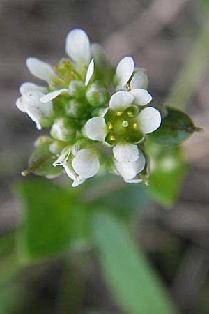 Cochlearia danica / Danish Scurvy-Grass, D Mannheim 1.5.2009