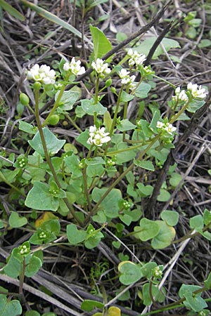 Cochlearia danica, Danish Scurvy-Grass