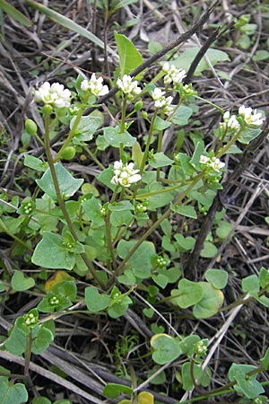 Cochlearia danica \ Dnisches Lffelkraut / Danish Scurvy-Grass, D Mannheim 1.5.2009