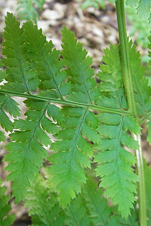 Dryopteris dilatata \ Breitblttriger Dornfarn, Groer Dornfarn, D Odenwald, Langenthal 18.5.2009